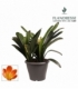 Clivia