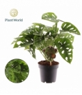 Monstera