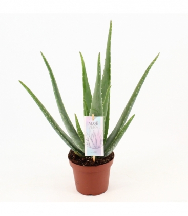 Aloe