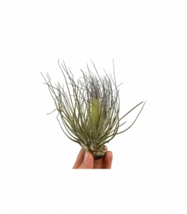Tillandsia