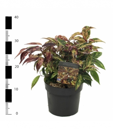 Leucothoe