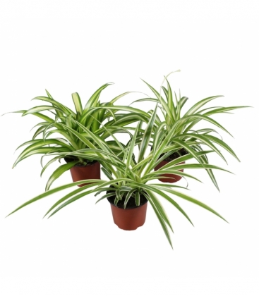 Chlorophytum