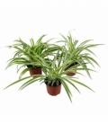 Chlorophytum