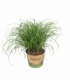 Cyperus