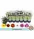 Chrysanthemum