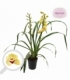 Cymbidium