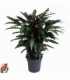 Calathea