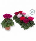 Cyclamen