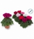 Cyclamen
