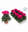 Cyclamen