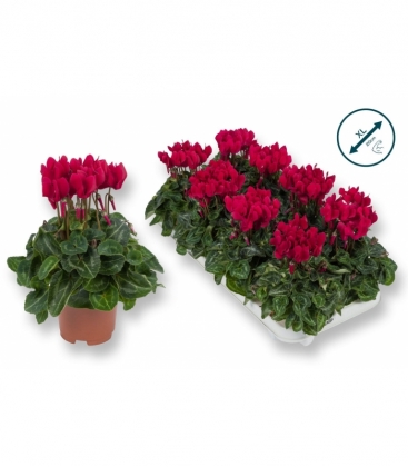 Cyclamen