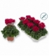 Cyclamen