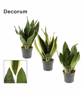 Sansevieria