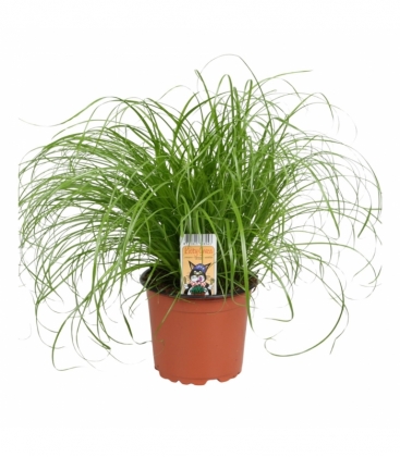 Cyperus