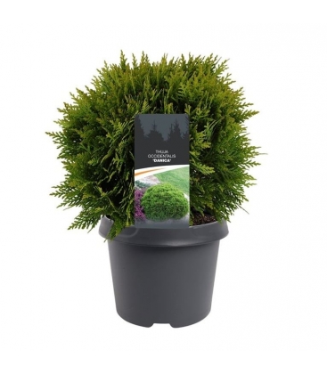 Thuja