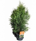 Thuja