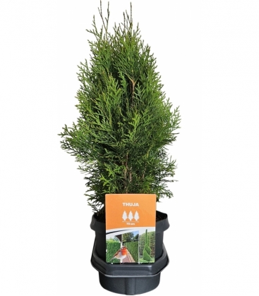 Thuja