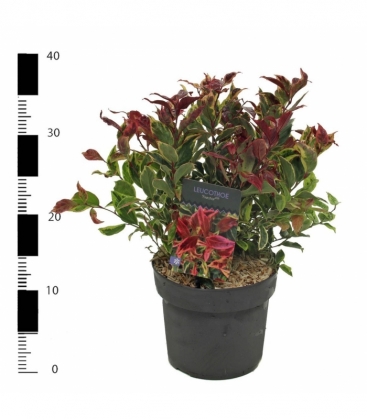 Leucothoe