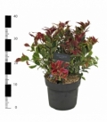 Leucothoe