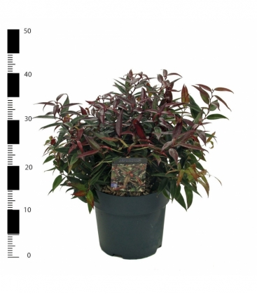 Leucothoe