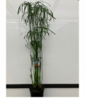 Cyperus