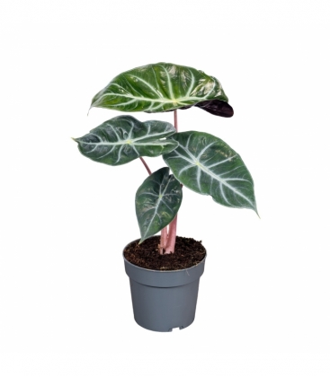 Alocasia