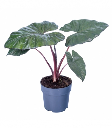 Alocasia