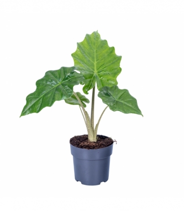 Alocasia