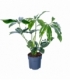 Philodendron