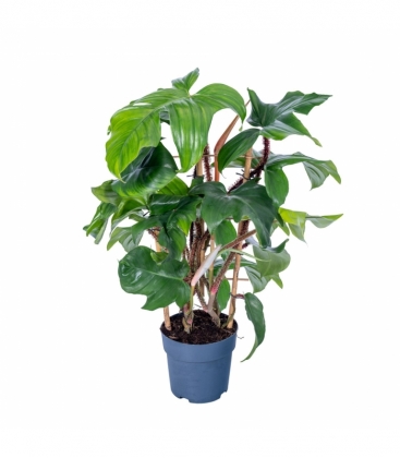 Philodendron
