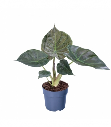 Alocasia