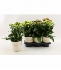 Kalanchoe