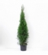 Thuja