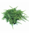 Juniperus