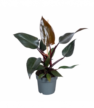 Philodendron