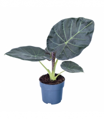 Alocasia