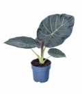 Alocasia