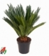 Cycas
