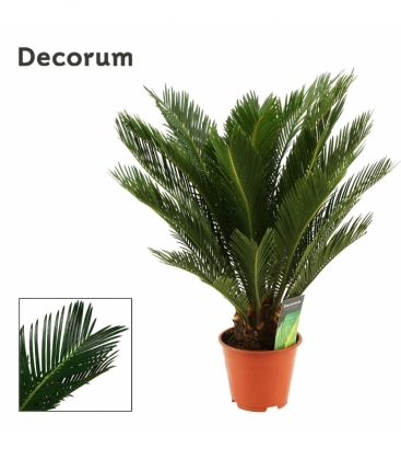 Cycas