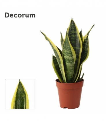 Sansevieria