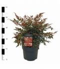 Nandina