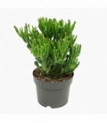 Crassula