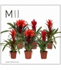Bromelia