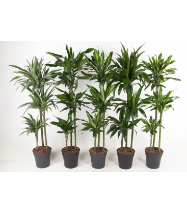 Dracaena
