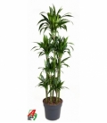 Dracaena