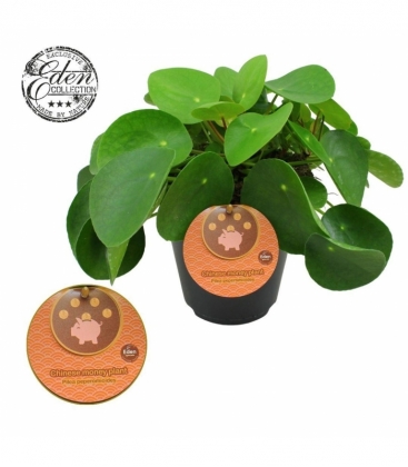 Pilea
