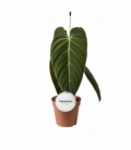 Philodendron