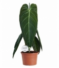 Philodendron