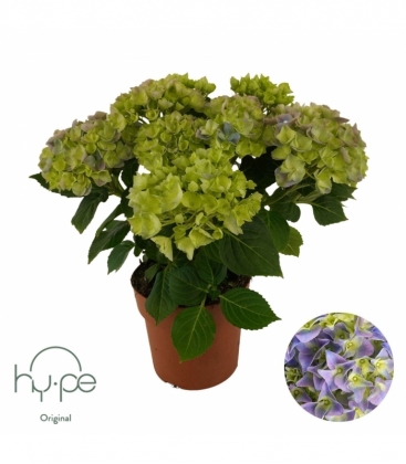 Hydrangea