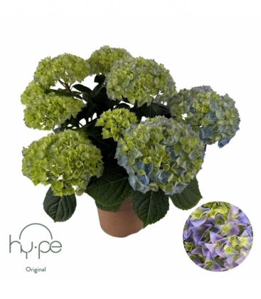 Hydrangea